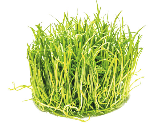 Trs zelené akvarijní rostliny