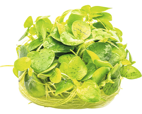 Akvarijní rostlina na živném substrátu