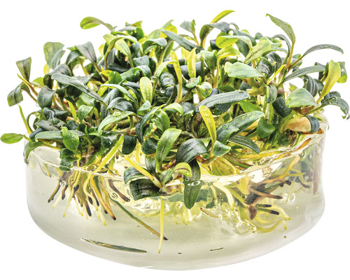 Bucephalandra vodní kalich v květináči