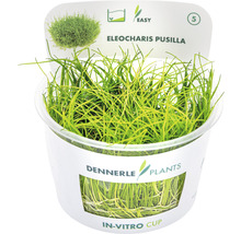 Dennerle Plants Eleocharis Pusilla v in vitro kelímku