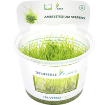 Mech Amblystegium Serpens v in-vitro kelímku