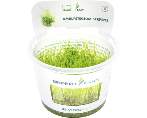 Vodní rostlina In-Vitro Rokýtek obecný – Amblystegium serpens Mech Amblystegium Serpens v in-vitro kelímku