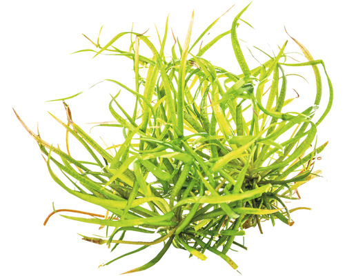 Akvarijní rostlina s dlouhými, zelenými listy