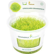 Utricularia graminifolia In-Vitro Cup vodní rostlina
