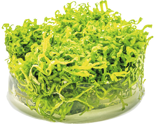 Akvarijní rostlina v nádobě