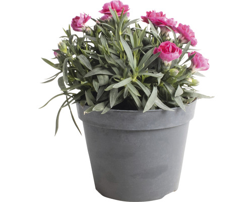 Karafiát v květináči