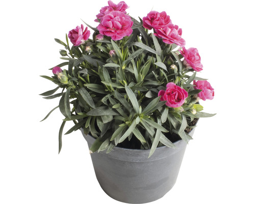 Hvozdík v květináči