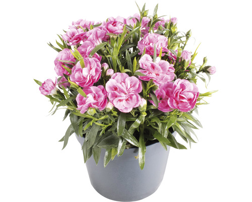 Karafiát v květináči s růžovými květy.