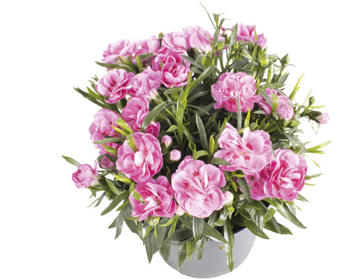 Květináč s růžovými květy karafiátů