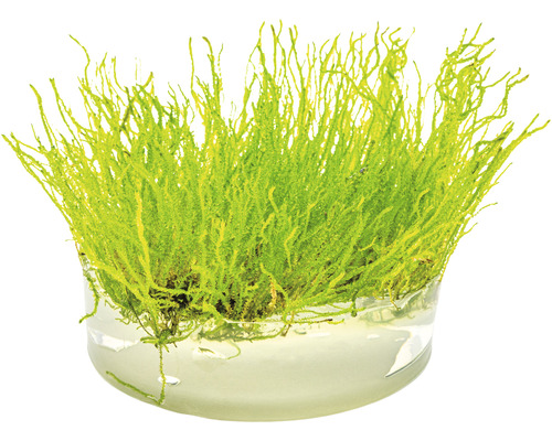 Akvarijní mech ve skleněné nádobě