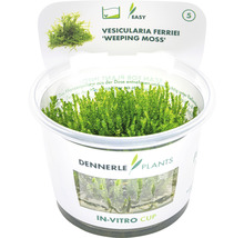 Vesicularia Ferriei ''Weeping Moss'' v in vitro kelímku od Dennerle Plants