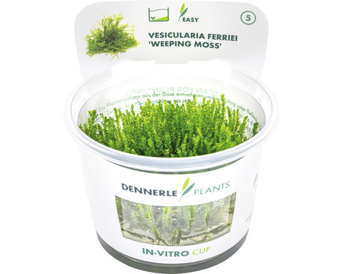 Vesicularia Ferriei ''Weeping Moss'' v in vitro kelímku od Dennerle Plants
