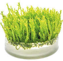 Selaginella v skleněné misce