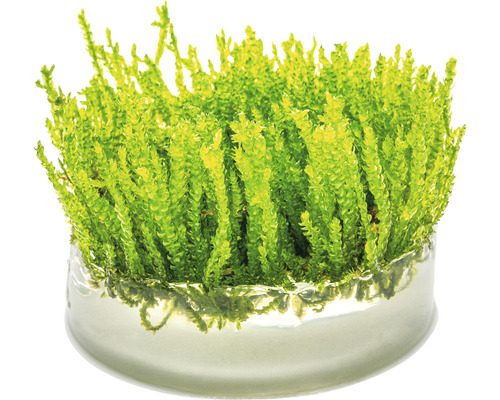 Selaginella v skleněné misce