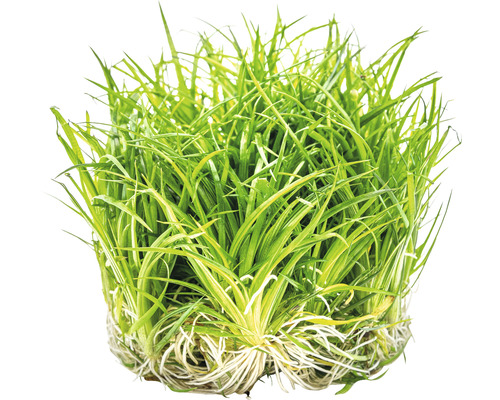 Akvarijní rostlina tráva