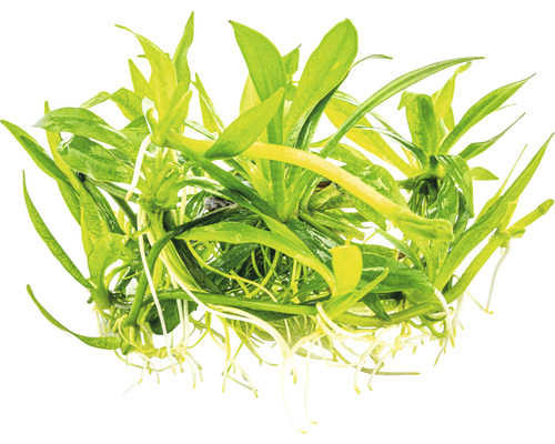 Akvarijní rostlina se zelenými listy a bílými kořeny.