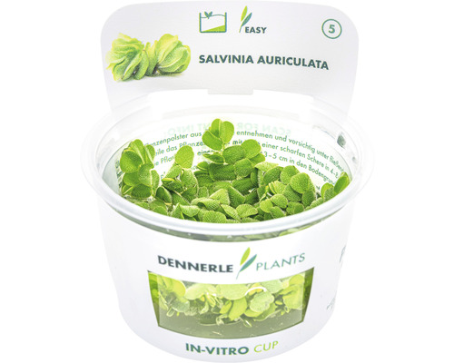 Salvinia auriculata vodní rostlina v in-vitro poháru