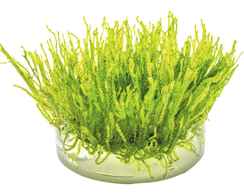 Akvarijní mech v květináči