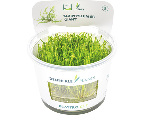 Vodní rostlina In-Vitro Obří mech - Taxiphyllum 'Giant' Dennerle Taxiphyllum sp. ''Giant'' akvarijní rostlina v in-vitro kelímku