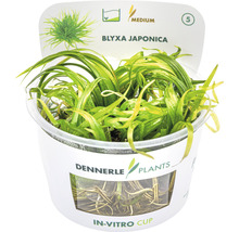 Akvarijní rostlina Blyxa Japonica v in vitro kelímku