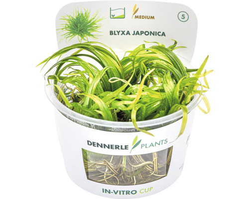 Akvarijní rostlina Blyxa Japonica v in vitro kelímku