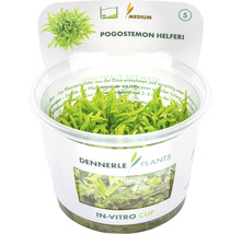 Pogostemon helferi vodní rostlina v in-vitro kelímku