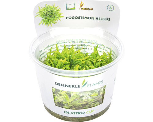 Vodní rostlina In-Vitro Pačule Helferova – Pogostemon helferi Pogostemon helferi vodní rostlina v in-vitro kelímku