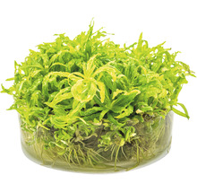 Vodní rostlina ve skleněné nádobě