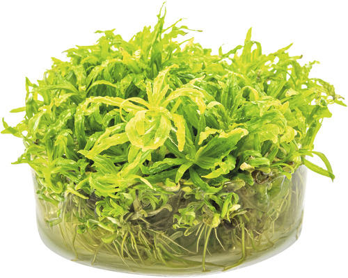 Vodní rostlina ve skleněné nádobě