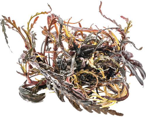 Vodní rostlina se zvlněnými listy pro akvária