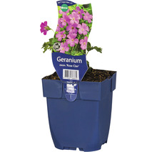 Kakost FloraSelf Geranium oxonianum 'Rose Clair' výška 5-15 cm květináč 0,5 l