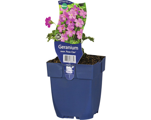 Kakost FloraSelf Geranium oxonianum 'Rose Clair' výška 5-15 cm květináč 0,5 l Kakost Rose Clair v květináči