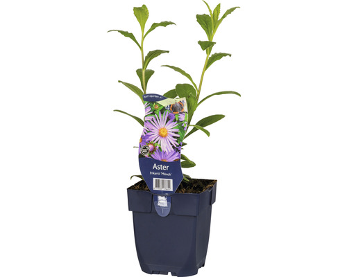 Hvězdnice FloraSelf Aster frikartii 'Mönch' 10-60 cm květináč 0,5 l