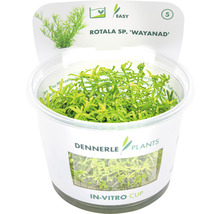 Dennerle Plants Rotala sp. Wayanad vodní rostlina v in vitro kelímku