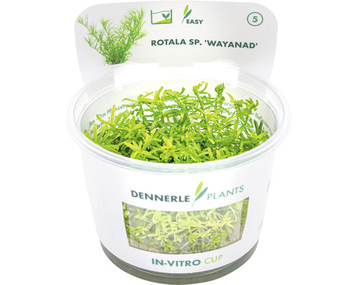 Vodní rostlina Rotala sp. 'Wayanad' In-Vitro Dennerle Plants Rotala sp. Wayanad vodní rostlina v in vitro kelímku
