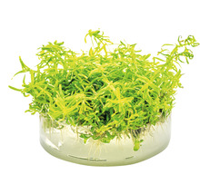 Vodní mor v sadbovacím koši pro akvária