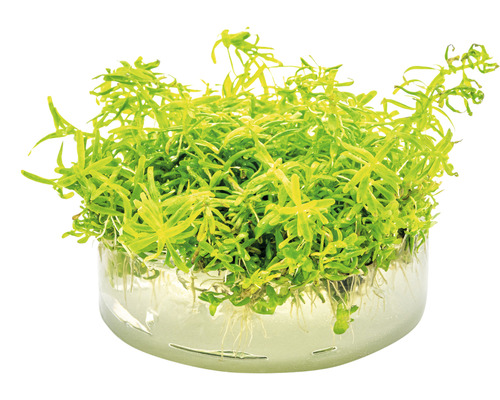 Vodní mor v sadbovacím koši pro akvária