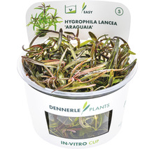 Dennerle Plants Hygrophila Lancea Araguaia vodní rostlina v in vitro kelímku
