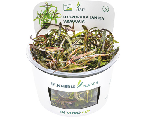 Vodní rostlina In-Vitro Mokřanka kopinatá červená – Hygrophila lancea Dennerle Plants Hygrophila Lancea Araguaia vodní rostlina v in vitro kelímku