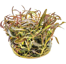 Květináč s vodní rostlinou