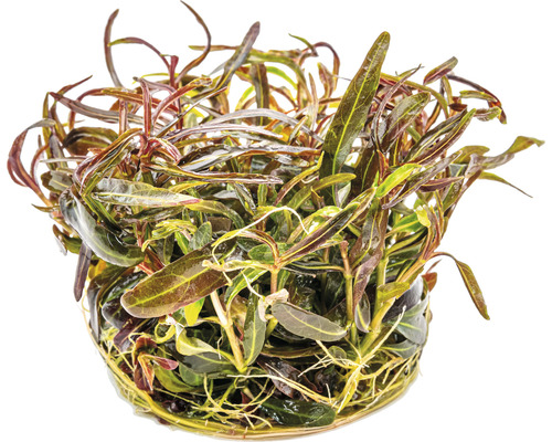 Květináč s vodní rostlinou