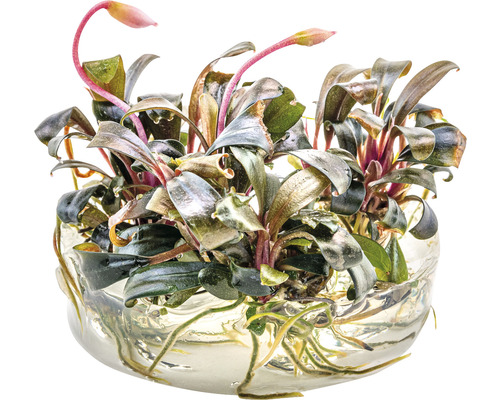 Vodní rostlina Bucephalandra ve skleněné misce