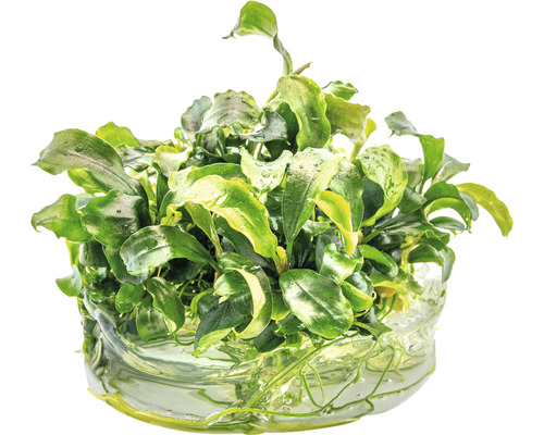 Akvarijní rostlina se zelenými listy ve vodě