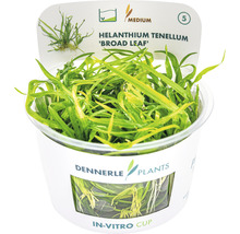 Helanthium tenellum ''Broad Leaf'' akvarijní rostlina v in vitro kelímku