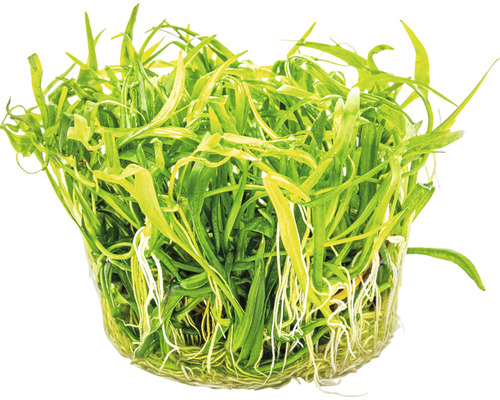 Akvarijní rostlina v květináči