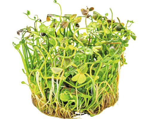 Akvarijní rostlina v květináči se zelenými listy a kořeny.