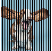 Zívající Basset Hound za černými pruhy
