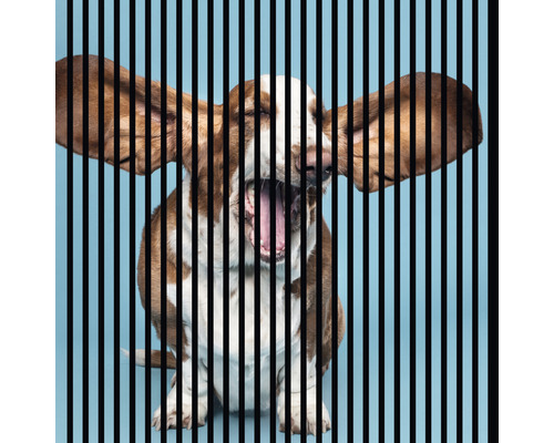 Designový akustický panel DIGI04M 19x1133x1195 mm Zívající Basset Hound za černými pruhy