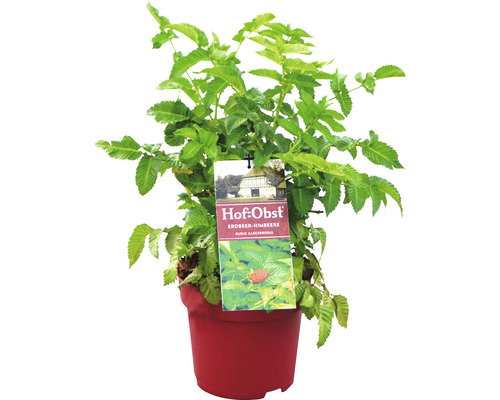 Ostružiník jahodnatý BIO Flora Self Rubus illecebrosus 30-40 cm květináč 3,5 l Jahodo-malina v květináči