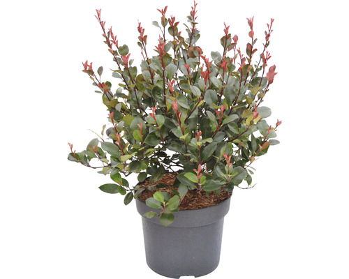 Blýskavka zakrslá FloraSelf Photinia fraseri 'Little Red Robin' 40-60 cm květináč 6 l